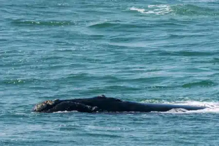 Des millionnaires affrètent une vétérinaire d'Hawaï pour sauver la baleine Timmy