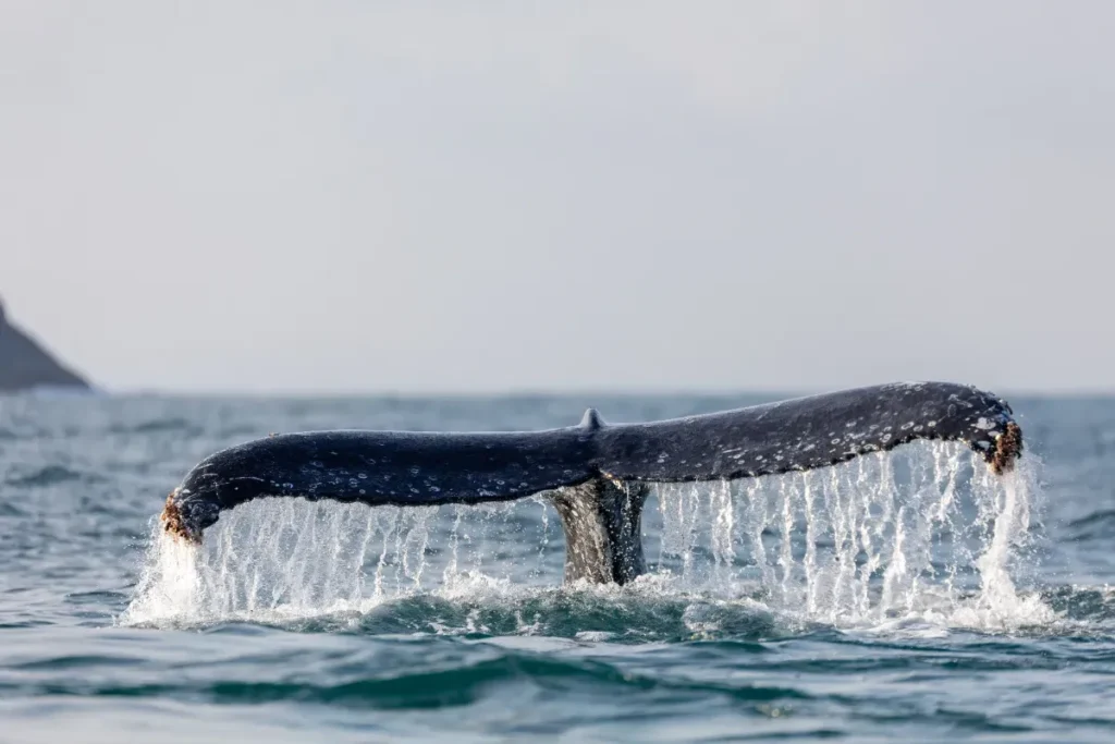 « On ne pouvait plus cautionner ça » : des membres clés de l'équipe de sauvetage de Wal Timmy claquent la porte après des erreurs que personne n'assume
