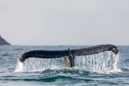 « On ne pouvait plus cautionner ça » : des membres clés de l'équipe de sauvetage de Wal Timmy claquent la porte après des erreurs que personne n'assume