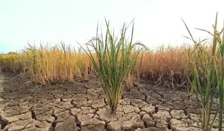 Pourquoi de plus en plus de climatologues prennent au sérieux le scénario que tout le monde jugeait « alarmiste » : la trajectoire actuelle leur donne raison