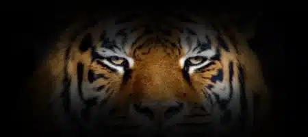 Cette caméra reproduit la vision des animaux et révèle des couleurs que l'œil humain n'a jamais perçues : les biologistes n'en reviennent pas