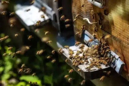 Ces abeilles tueuses qui envahissent les États-Unis sont nées d'une erreur de laboratoire