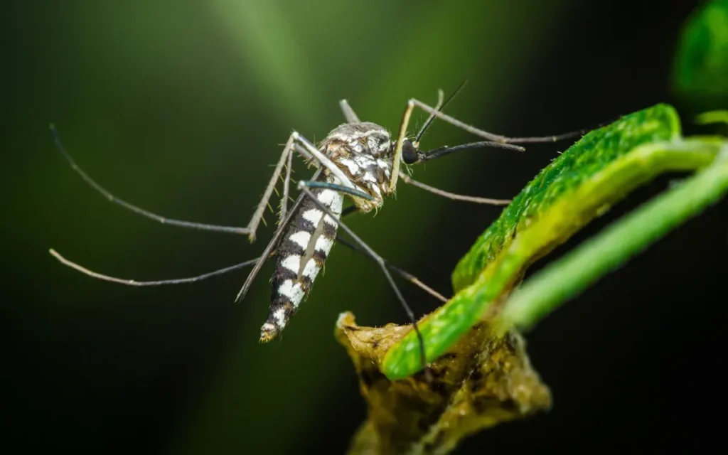 Moustique tigre : 13 départements français sont encore épargnés, le Finistère et la Creuse en font partie, mais les experts préviennent que ça ne durera pas