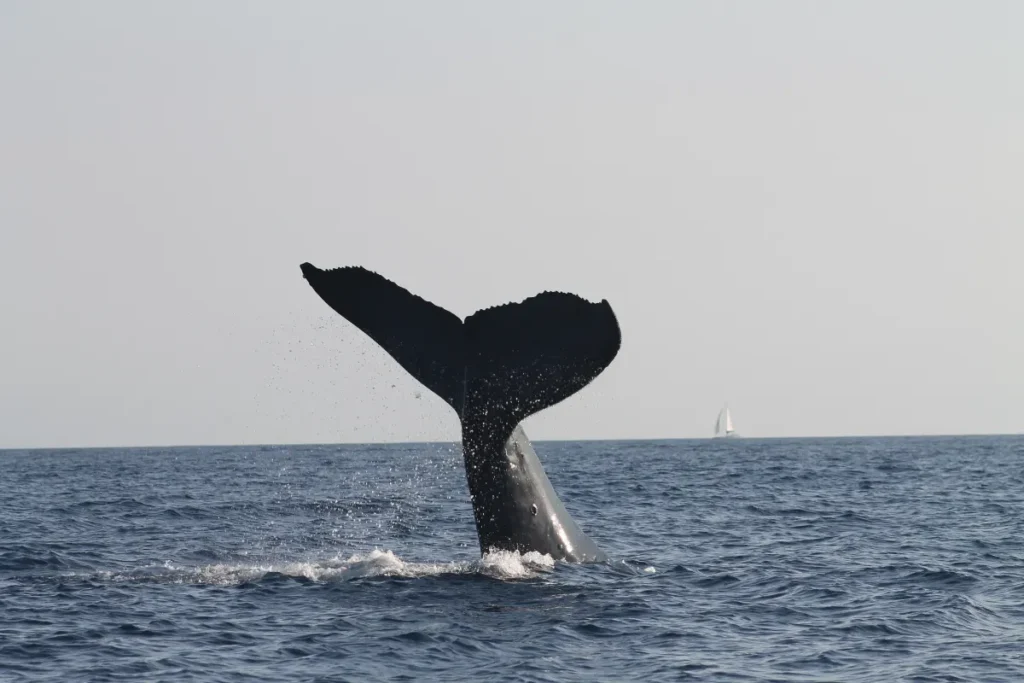 La baleine Timmy donne enfin des nouvelles : elle a enfin été remise en liberté dans la mer du Nord