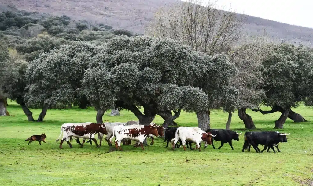 En 1871, un fermier abandonne 5 vaches sur une île déserte : 130 ans plus tard, leur ADN stupéfie les généticiens qui décident de le congeler