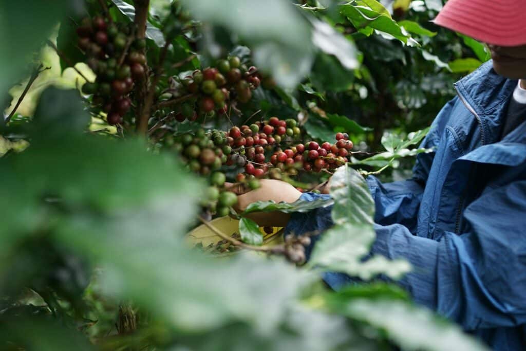 Café équitable : Malongo et l'ONUDC aident la conversion de 2.000 familles de producteurs de cultures illicites