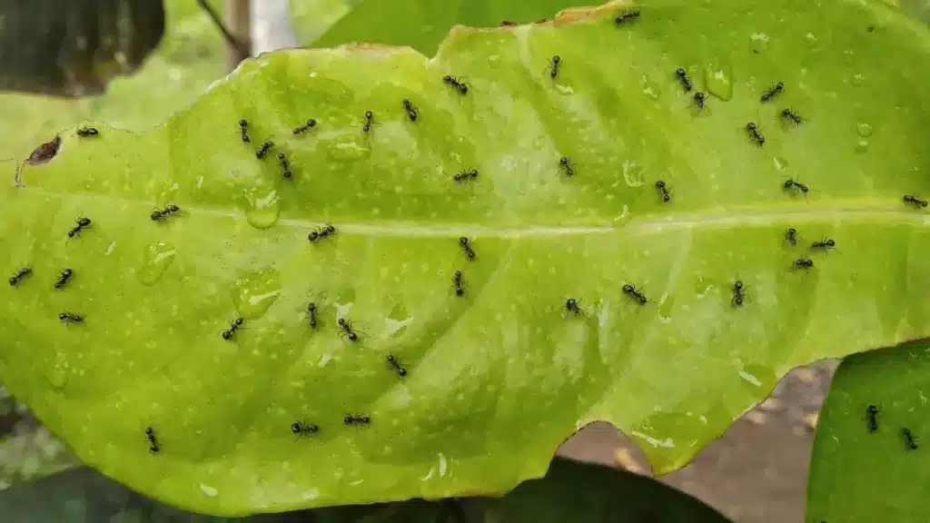 L'invasion de fourmis a commencé : voici les 2 plantes qui suffisent à les repousser sans produit chimique