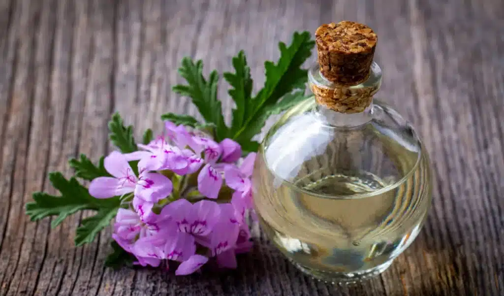 Oubliez les bougies parfumées : cette plante posée près de la fenêtre repousse les mouches de votre cuisine pendant tout l'été