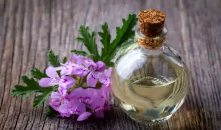 Oubliez les bougies parfumées : cette plante posée près de la fenêtre repousse les mouches de votre cuisine pendant tout l'été