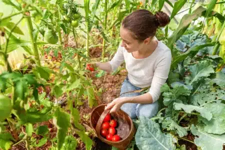 Votre voisin jardinier met 3 cuillères de ce produit de cuisine dans son arrosoir : ses tomates font deux fois la taille des vôtres