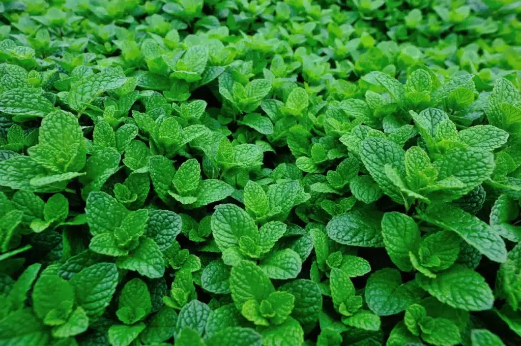 Pourquoi beaucoup de gens pulvérisent du produit alors qu'une simple plante sur le rebord de fenêtre éloigne les araignées pour de bon