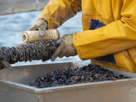 La Californie offre 200 000 $ à qui stoppera ces moules invasives : les biologistes avouent « on n'a jamais vu une propagation aussi rapide »