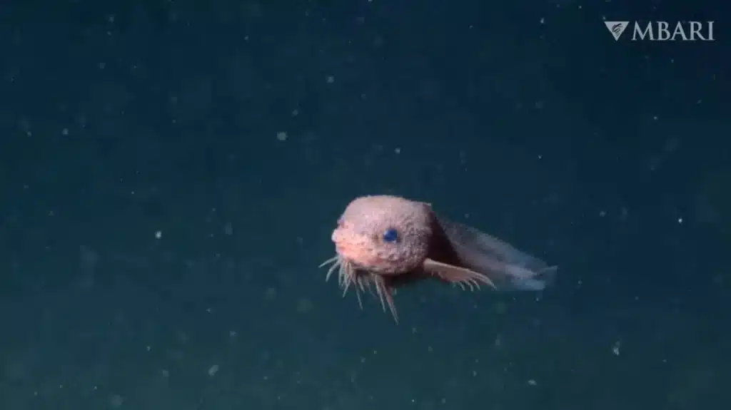Des biologistes marins découvrent trois poissons-liparis dans les abysses du Pacifique