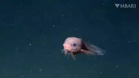 Des biologistes marins découvrent trois poissons-liparis dans les abysses du Pacifique