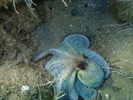 Ce poulpe bleu découvert aux Galapagos n'appartient à aucune espèce connue : les biologistes marins avouent ne pas comprendre sa petite taille