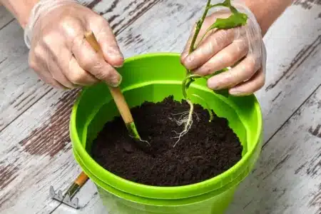 Pourquoi certains pépiniéristes jettent systématiquement l'ancien terreau alors que d'autres jurent qu'il suffit de le réactiver avec du compost