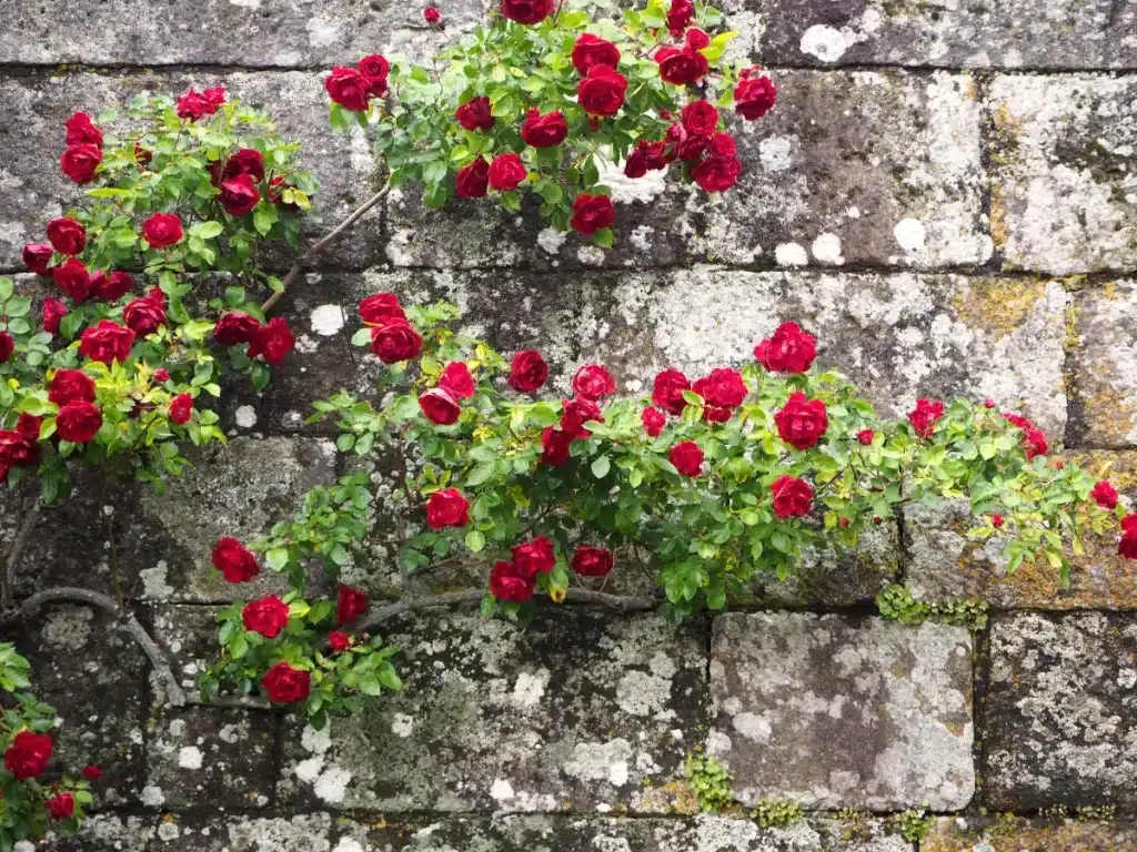 Les anciens plantaient des roses trémières contre les murs et ce n'était pas pour la beauté : regardez ce qu'elles font réellement au sol