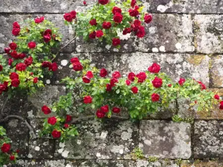 Les anciens plantaient des roses trémières contre les murs et ce n'était pas pour la beauté : regardez ce qu'elles font réellement au sol