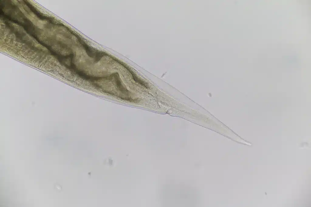 Des scientifiques réaniment une créature congelée depuis 24 000 ans en Sibérie : elle se réveille et commence à se reproduire comme si de rien n'était