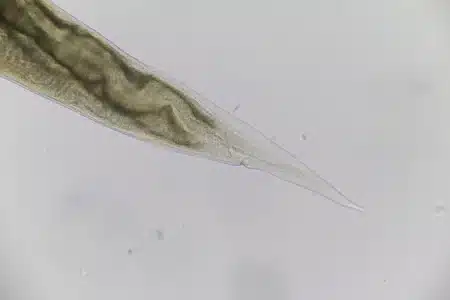 Des scientifiques réaniment une créature congelée depuis 24 000 ans en Sibérie : elle se réveille et commence à se reproduire comme si de rien n'était