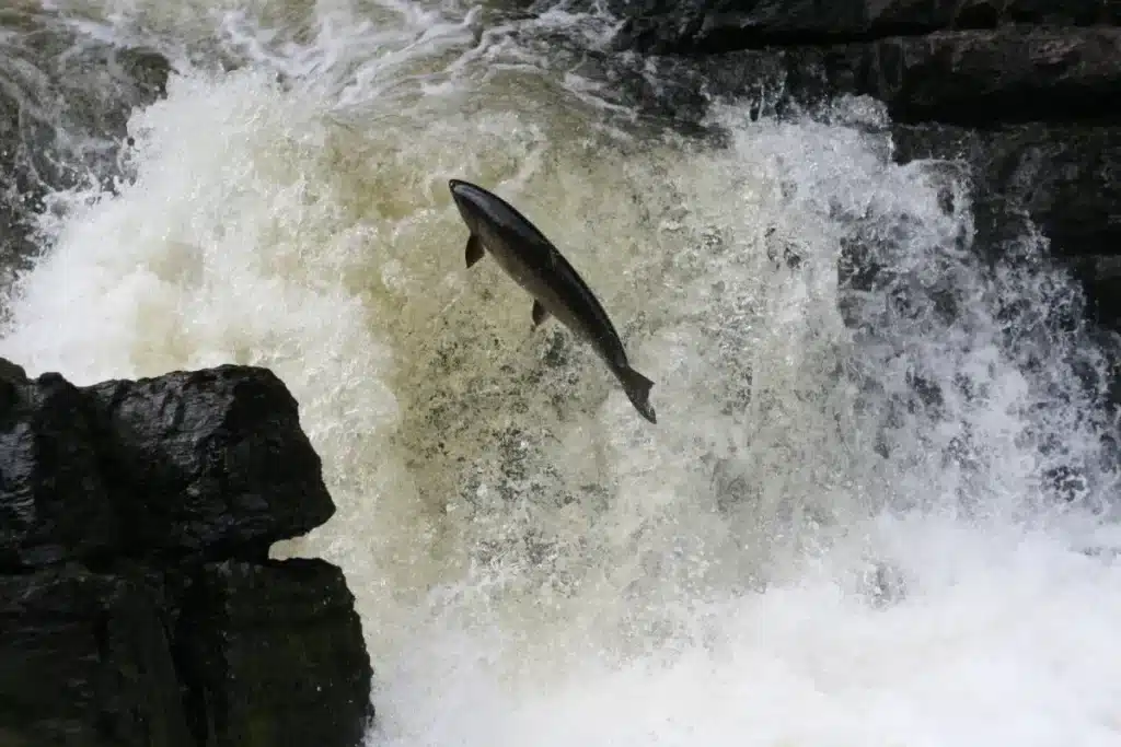 Les scientifiques demandent zéro capture de saumon autour des îles Féroé jusqu'en 2029 : les pêcheurs locaux réagissent et l'incompréhension est totale