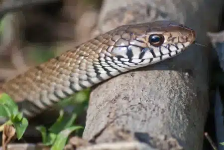 D'ici 2050, les serpents venimeux pourraient ramper vers des régions où personne n'a jamais appris à les reconnaître : 2 milliards de personnes concernées