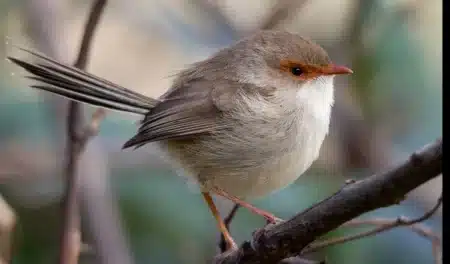 Cet oiseau que tout le monde reconnaît disparaît en silence : ce ne sont pas les chasseurs mais des dizaines de micro-changements climatiques qui détruisent son habitat