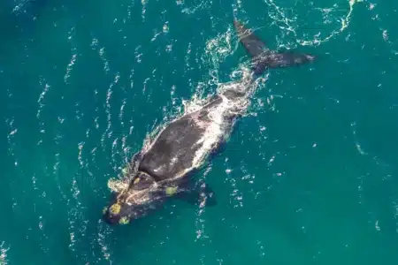 « On pensait l'avoir sauvée » : la baleine Timmy, secourue en Allemagne, retrouvée morte sur les côtes du Danemark