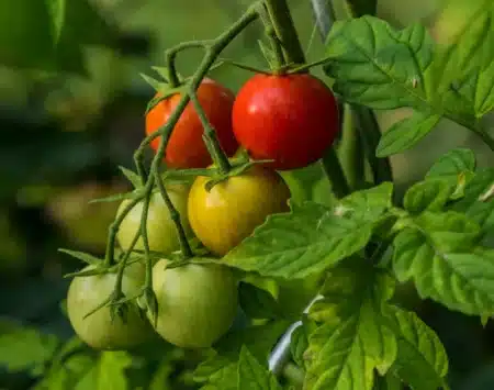Jardinage : " j'ai planté cette aromatique entre mes tomates, le résultat est surprenant "