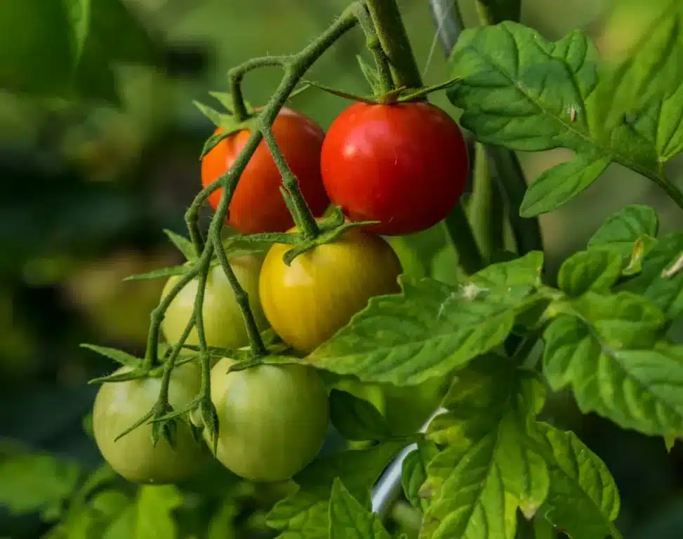 Jardinage : " j'ai planté cette aromatique entre mes tomates, le résultat est surprenant "