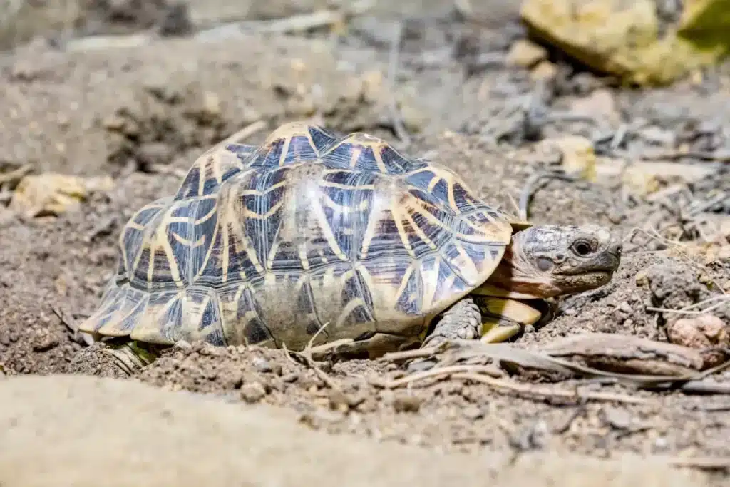 500 tortues lâchées en plein Sahara : cinq ans plus tard, l'herbe pousse là où personne n'avait réussi à planter un seul arbre