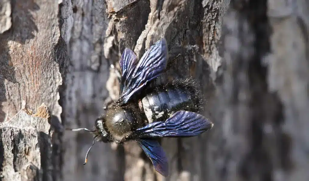Si vous voyez cette grosse abeille noire aux reflets métalliques dans votre jardin, surtout ne la tuez pas