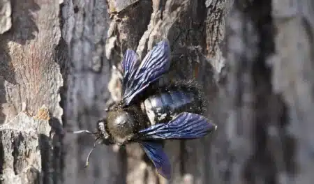 Si vous voyez cette grosse abeille noire aux reflets métalliques dans votre jardin, surtout ne la tuez pas