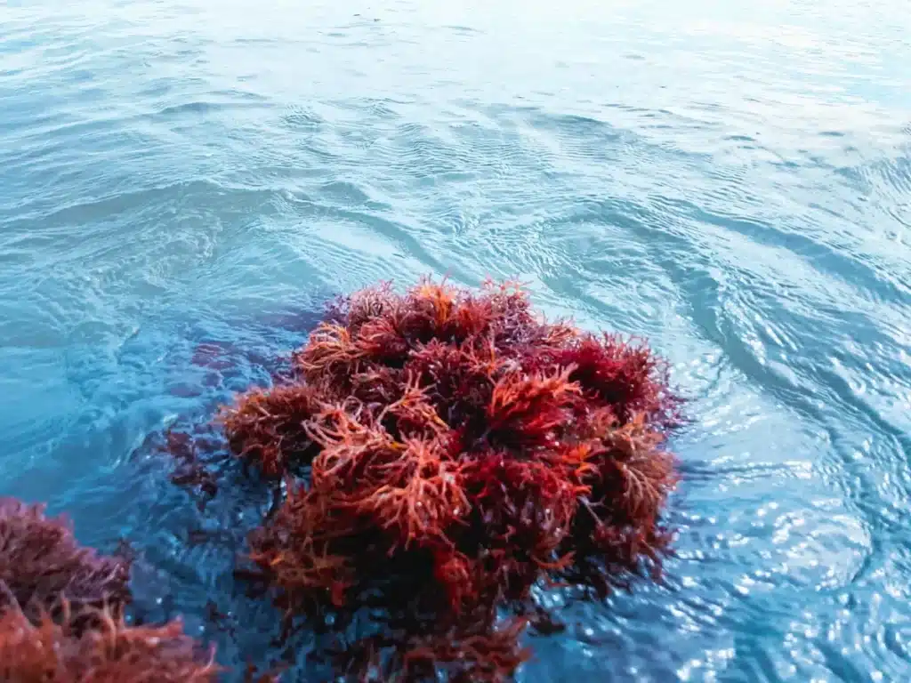 Ces algues rouges envahissent les plages atlantiques et transforment le sable en un matériau dur comme du béton