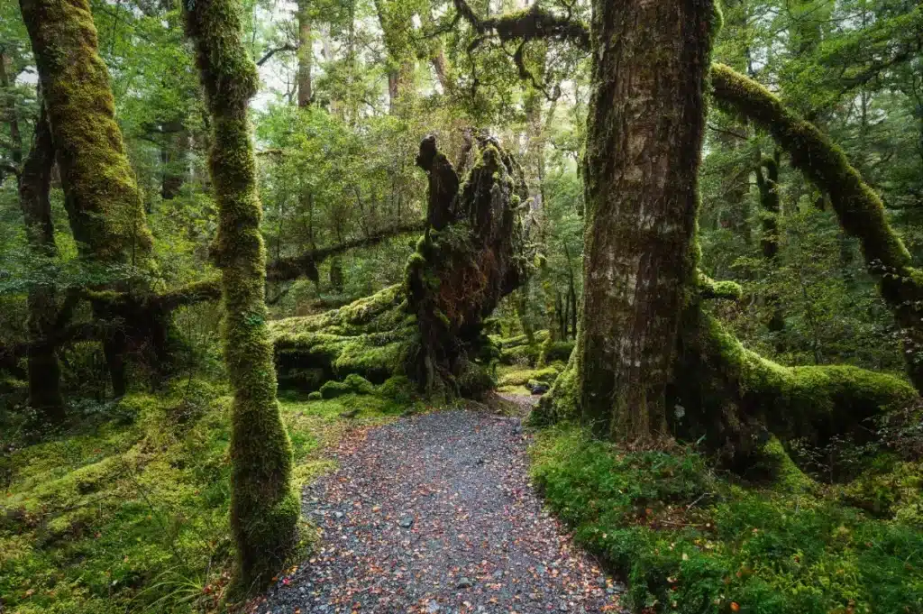 Cet arbre de 84 mètres poussait à Taïwan depuis des siècles : découvert en 2023, on l'appelle « L'arbre qui touche la lune »