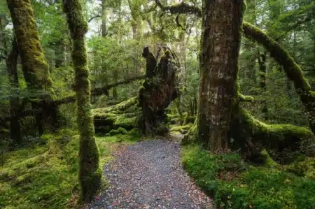 Cet arbre de 84 mètres poussait à Taïwan depuis des siècles : découvert en 2023, on l'appelle « L'arbre qui touche la lune »