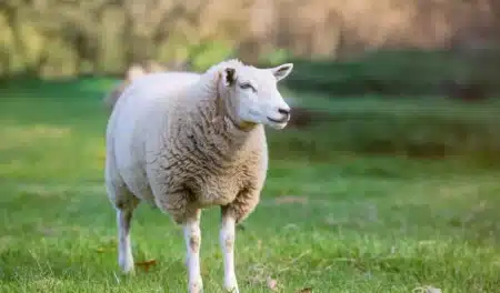 Cet inventeur autrichien fabrique des armures pour moutons contre les loups : les éleveurs alpins n'en reviennent pas