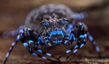 Des biologistes explorent une forêt reculée d'Angola et tombent sur des insectes que personne n'avait jamais décrits