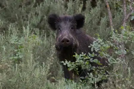 Ces écologistes ont fait interdire la chasse à Doñana : aujourd'hui les sangliers déciment les oiseaux qu'ils voulaient protéger