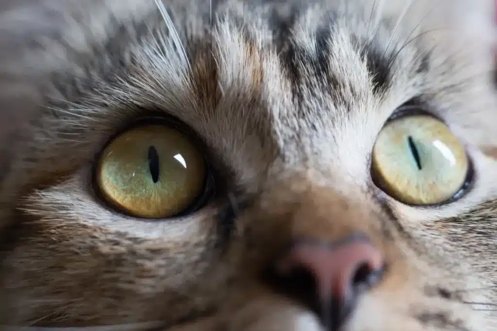 Pourquoi votre chat vous pétrit le ventre et vous apporte des proies : il essaie de vous éduquer comme il le ferait avec un chaton