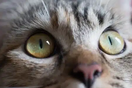 Pourquoi votre chat vous pétrit le ventre et vous apporte des proies : il essaie de vous éduquer comme il le ferait avec un chaton