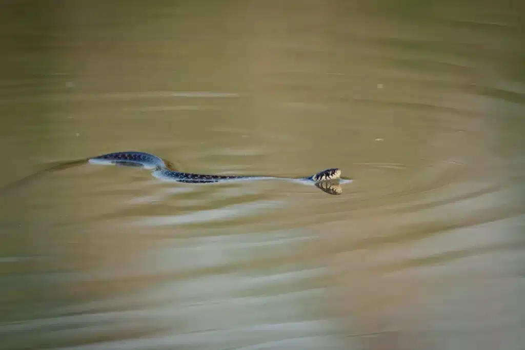 Pourquoi de plus en plus de touristes quittent les plages d'Ibiza à cause de serpents qui nagent