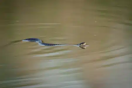 Pourquoi de plus en plus de touristes quittent les plages d'Ibiza à cause de serpents qui nagent