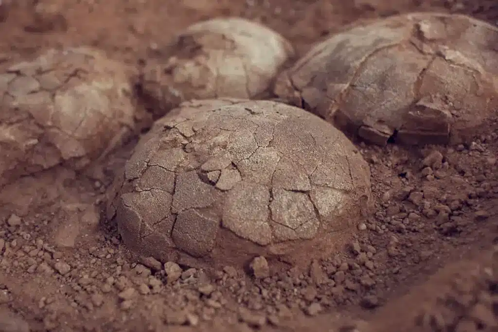 Enterrés depuis 70 millions d'années, des centaines d'œufs de dinosaures émergent d'un seul site : les paléontologues n'avaient jamais vu autant d'espèces réunies