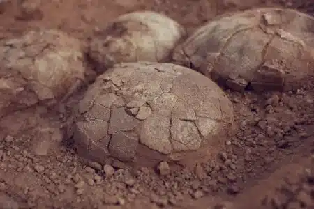 Enterrés depuis 70 millions d'années, des centaines d'œufs de dinosaures émergent d'un seul site : les paléontologues n'avaient jamais vu autant d'espèces réunies