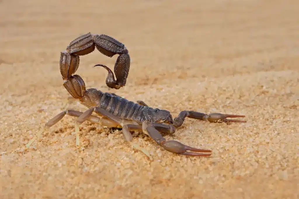 Ce fossile découvert au Canada change tout : le plus grand scorpion ayant vécu sur Terre mesurait plus d'un mètre il y a 415 millions d'années