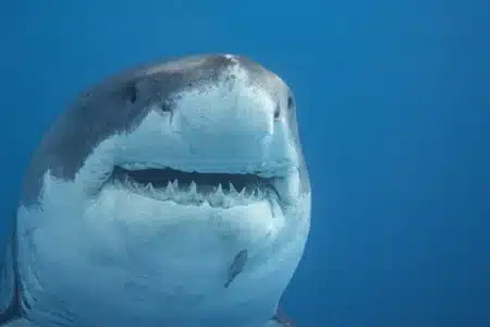 Des plongeurs filment un grand requin blanc en Méditerranée pour la première fois
