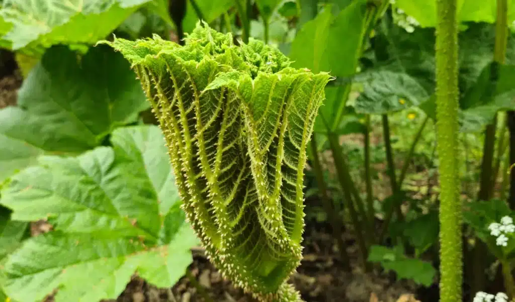 Cette espèce de rhubarbe envahit les jardins français à une vitesse record : la cultiver vous expose à une amende que peu de gens soupçonnent