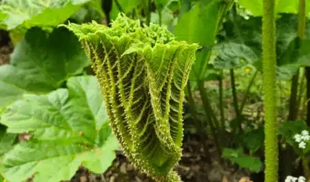 Cette espèce de rhubarbe envahit les jardins français à une vitesse record : la cultiver vous expose à une amende que peu de gens soupçonnent