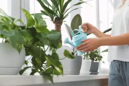 Ni terre ni entretien : ces 3 plantes d'intérieur poussent dans l'eau, purifient l'air et les décorateurs s'arrachent la dernière
